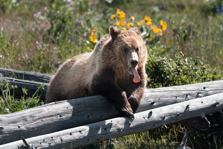 A Hot Grizzly