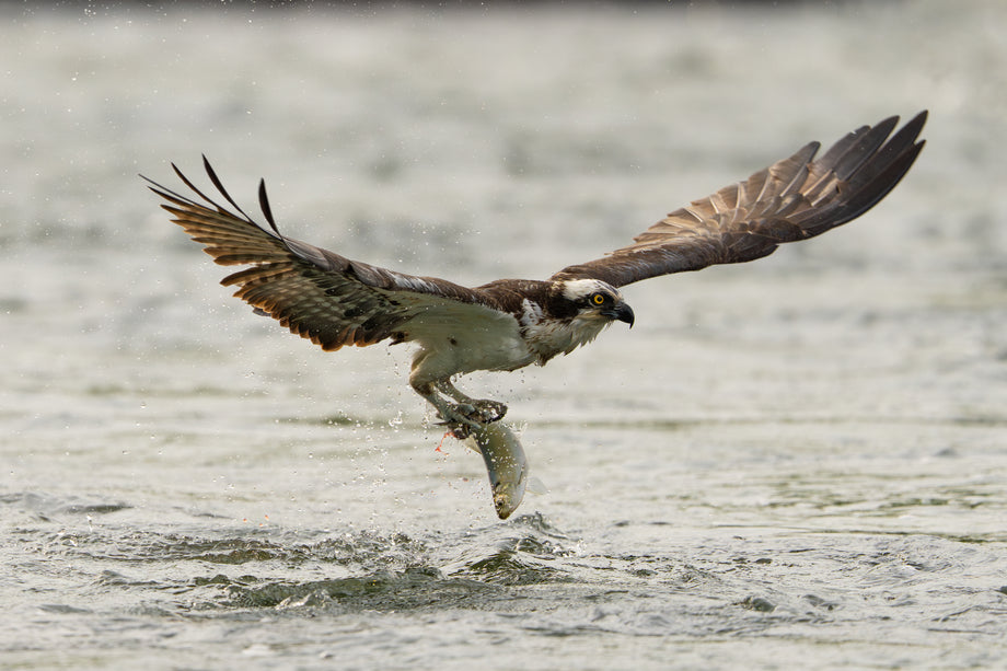 Osprey Lifting