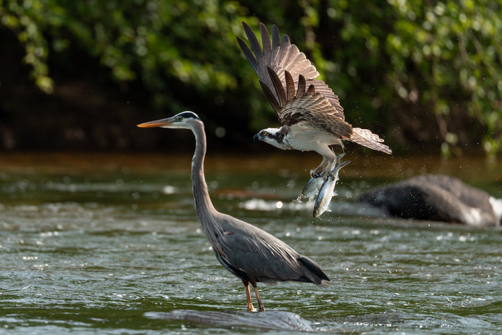 Great Blue Heron with Osprey