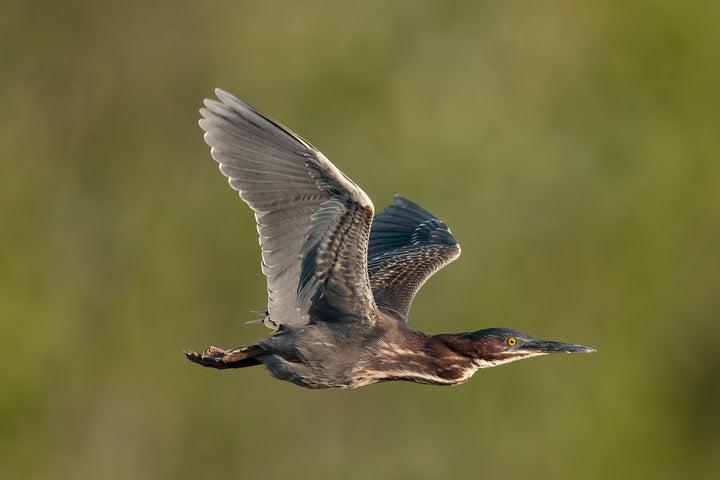 Green Heron