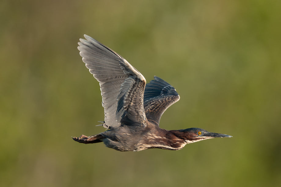 Green Heron