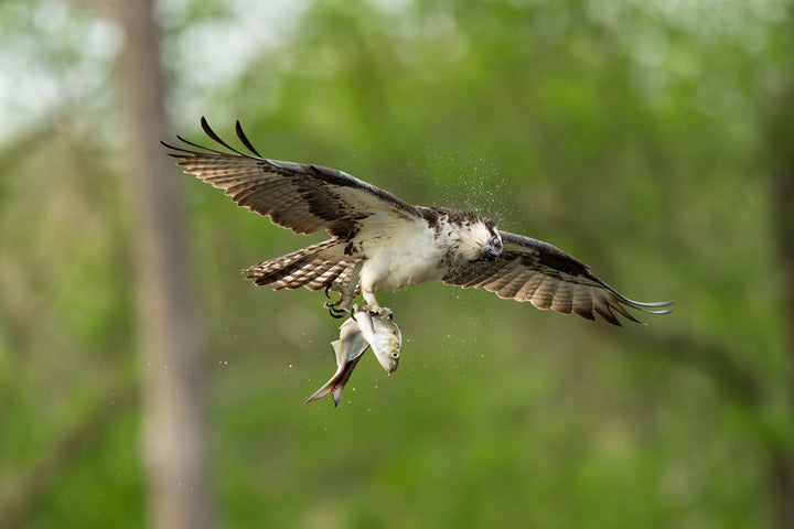 Osprey Shaking it Off