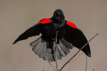 Red Winged Blackbirds Arguing thumbnail 2