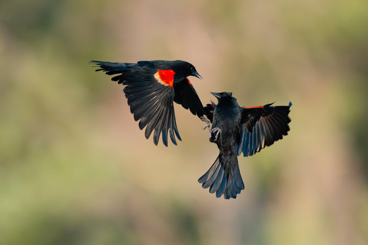 Red Winged Blackbirds Arguing