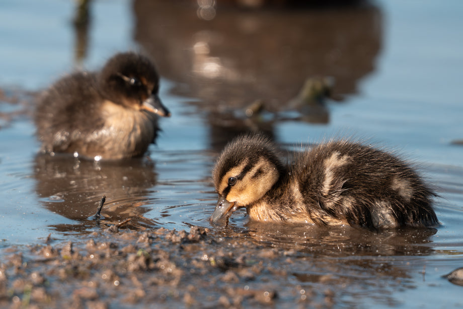 Two mallard ducklings