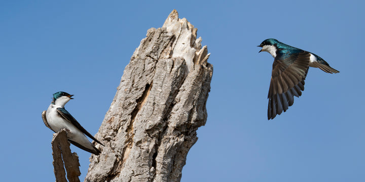 Talking Tree Swallows