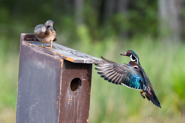 Wood Duck