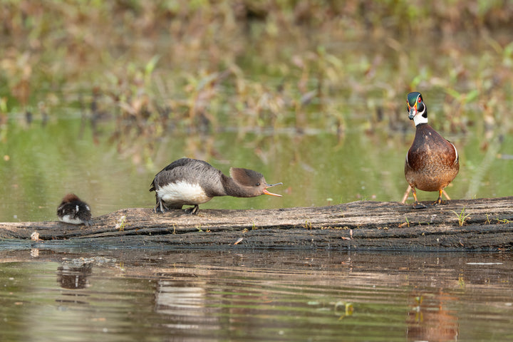 Hooded Merganser Yelling